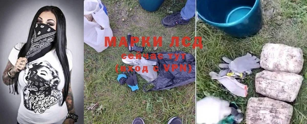 прущие грибы Новозыбков