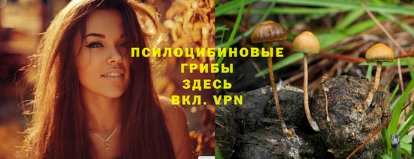 прущие грибы Новозыбков